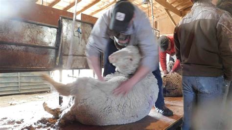 Sheep Shearing In Wyoming Its A Lot Of Work “theres No George