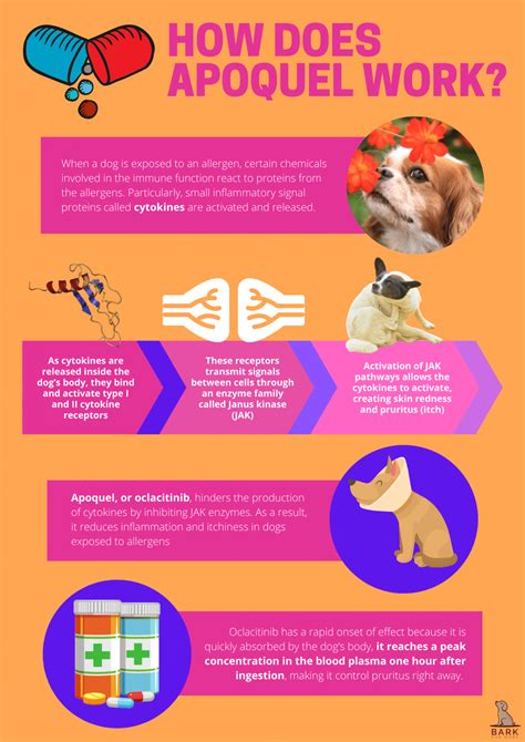 All The Facts About Apoquel For Dogs Soothing Your Poochs Itch With