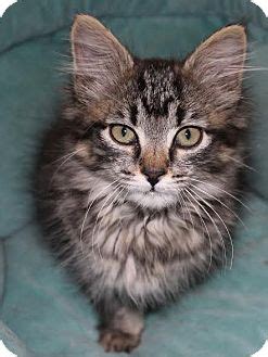 This location offers grooming, petshotel, doggie day camp, training, adoptions, veterinary and curbside pickup. Houston, TX - Maine Coon. Meet Sofia a Kitten for Adoption.