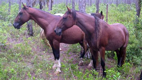abaco barb horse breed   week  equinest