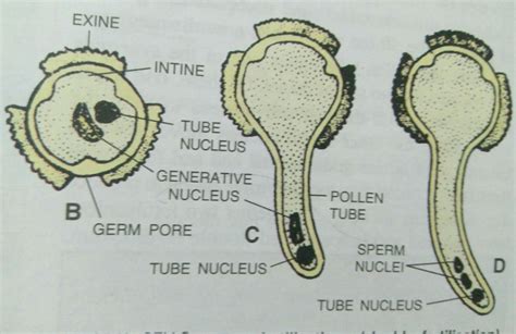 What Is Mean By Pollination Explain The Structure Of A Germinating