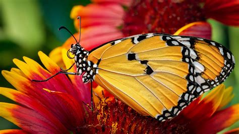 Closeup Photo Of Yellow Black Design Butterfly On Chrysanthemum Flower 4k 5k Hd Butterfly