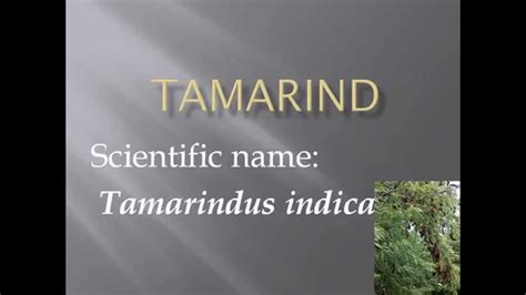 Pronunciation Picture And Scientific Name Of Fruit Tamarind Youtube