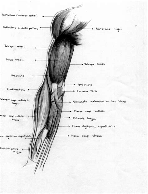 Human Anatomy Sketches By Gayatripatil On Deviantart