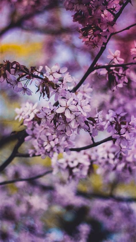 Flower Pink Blue Nature Bokeh Tree Spring Iphone 8 Wallpapers Free Download