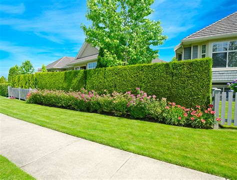 Fast Growing Hedges For Privacy Top Picks Growing Tips And More