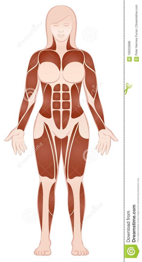 This muscle is also used to flex the thigh. Large Muscle Groups Female Body Front View Stock Vector - Illustration of girl, figure: 100333686