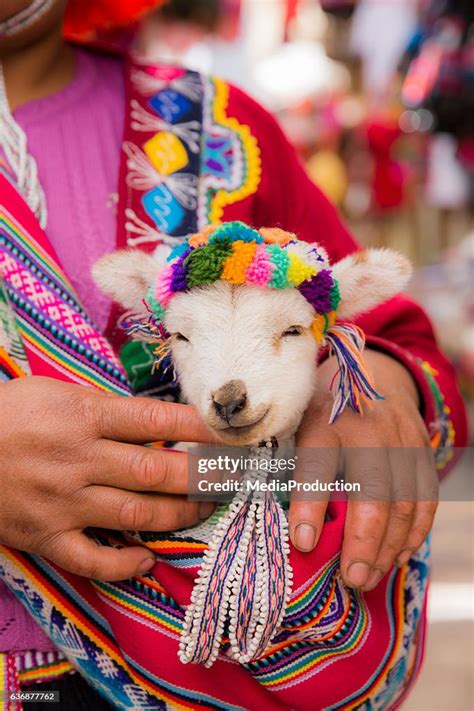 Peruvian Woman In Traditional Clothes Holding A Baby Llama High Res