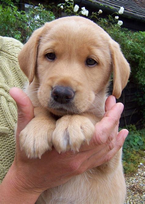 Meet Charlie Our Golden Labrador Goldenlabrador Dog Breeds Baby