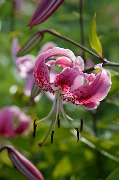 Buy Lily Bulb Lilium Speciosum Var Rubrum £199 Delivery By Crocus