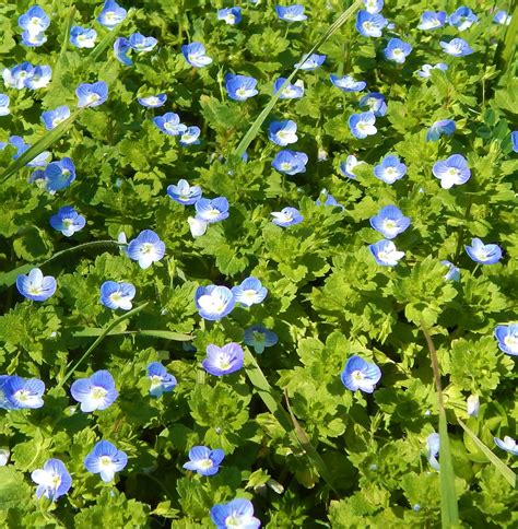 I Love These Little Blue Wildflowers Birds Eye Speedwell Flower
