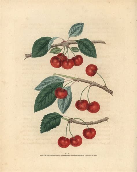 Amazon Cherry Varieties Prunus Avium Poster Print By Florilegius