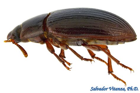 Coleoptera Tenebrionidae Alphitobius Diaperinus Lesser Mealworm F Urban Programs El Paso