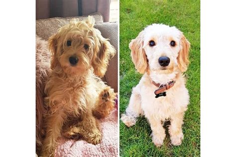 32 Cute Cockapoo Haircut Ideas All The Different Types And Styles