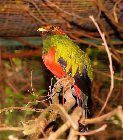 Gambar burung hantu warna warni. Kumpulan gambar untuk Belajar mewarnai: Gambar Burung Beo ...