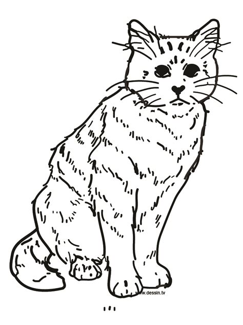 Mandala chat beau photos coloriage mandala chat difficile. Coloriage chat à imprimer pour les enfants - CP06994