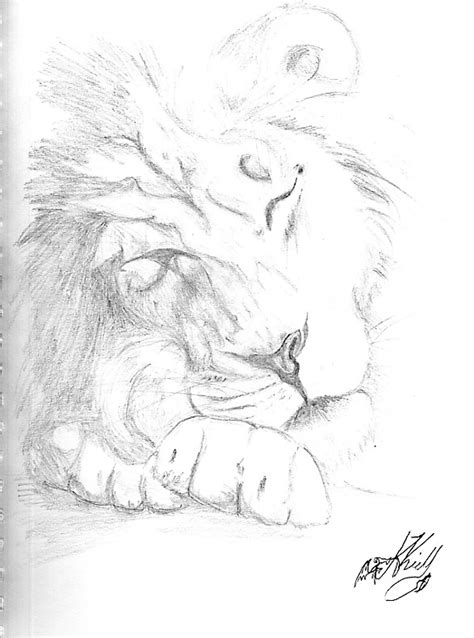 Sleeping Lion Drawing At Getdrawings Free Download