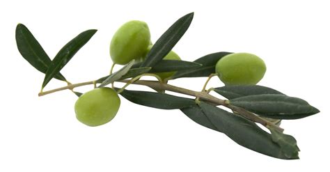 Olive With Leaves Png Image For Free Download