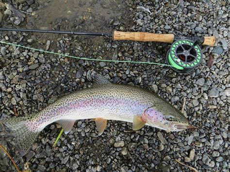 Best Time For Rainbow Trout Fishing In Alaska 2024 Best Season