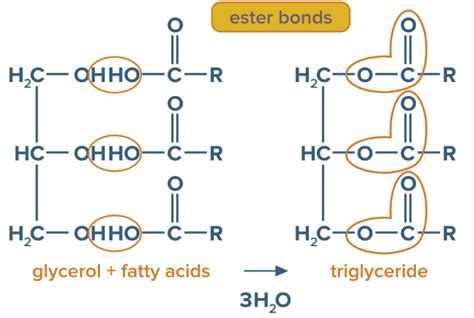 The Bond Formed Between Glycerol And Fatty Acid In A Simple Lipid Is