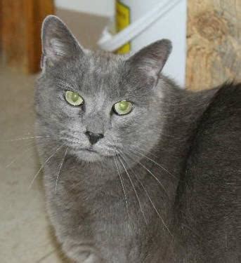 Unlike most house cats, they like water and may jump into a bathtub or pond or pool for a swim. Russian Blue - Gizmo - Large - Adult - Male - Cat for Sale ...
