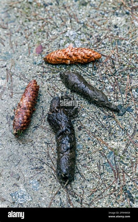 Wild Animal Scat Hi Res Stock Photography And Images Alamy