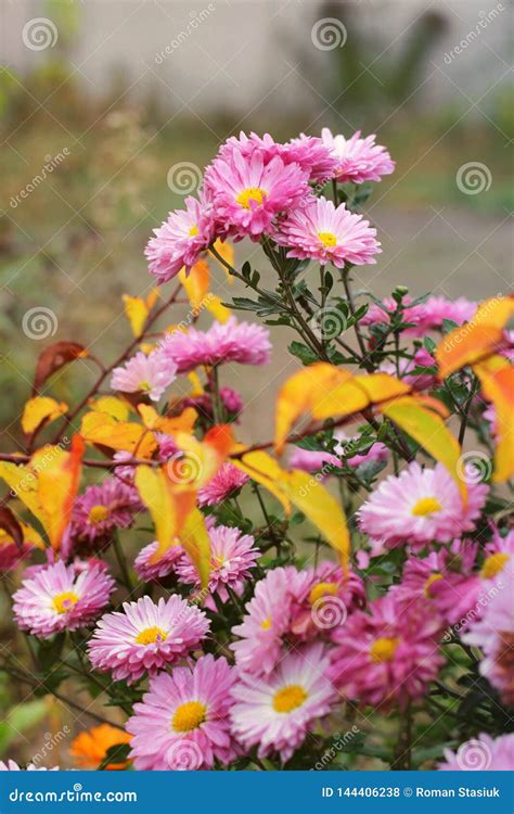 Pink Chrysanthemums In The Fall Stock Photo Image Of Landscape