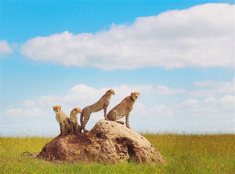 Free Images Field Prairie Agriculture Savanna Plain Grassland Badlands Ecosystem