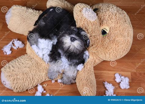 Bad Naughty Schnauzer Dog Destroyed Plush Toy Stock Image