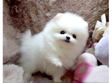 Teacup puppies for sale, teacup, tiny toy and miniature puppies for adoption and rescue from pennsylvania, pa. Teacup Pomeranian Puppies for adoption - Animals - Altoona - Florida - announcement-59607