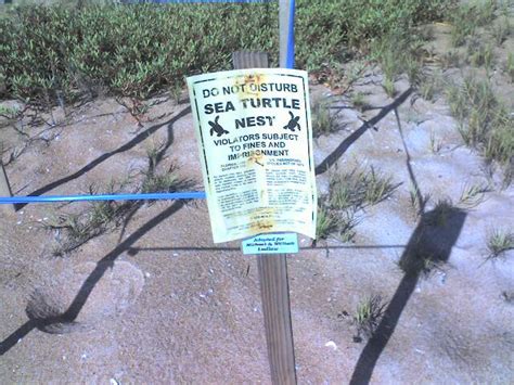 Do Not Disturb Sea Turtle Nests Ormond Beach Florida