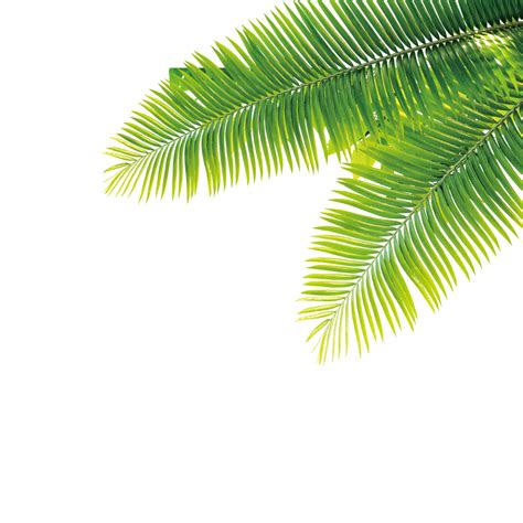 Date Palm Png Photos Png All Png All