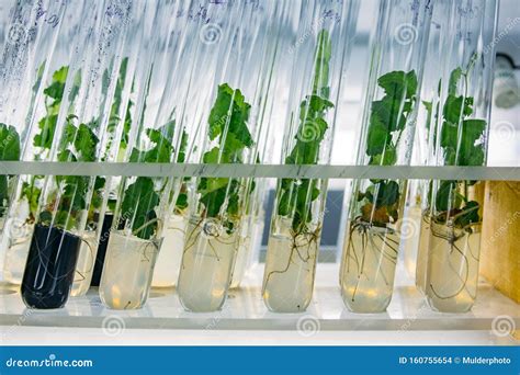 Micropropagation Of Plants In Vitro Laboratory Research Indoor Houseplant Of Orange In A Pot