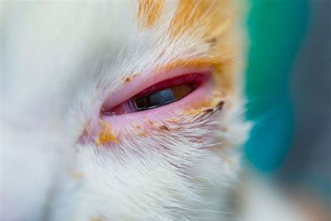 Pink Eye In Cats Causes Symptoms And Treatment All About Cats 2022