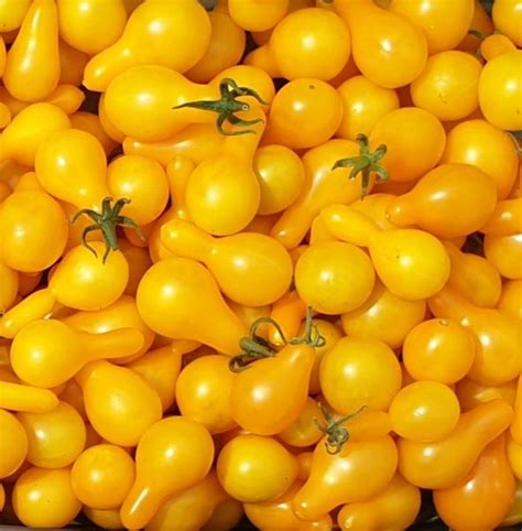 Tomato Yellow Pear Backyard Seeds