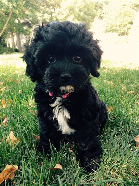 Picture Perfect Puppy💓 For More Cavapoo Puppy Pictures Go To Picture