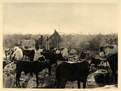 1930 africa nuer cattle kraal sudan hugo a bernatzik original af2 period paper historic art llc