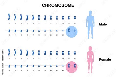 Autosome And Sex Chromosome Normal Human Karyotype Men And Women Vector Esp10 Stock