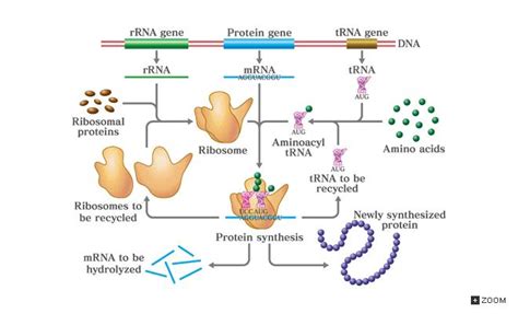 Rna Types Biochemistry Medbullets Step