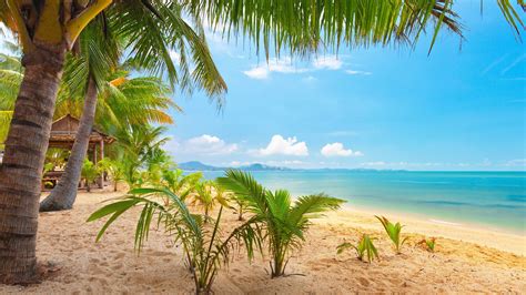 4k Kumsal Ve Deniz Muhteşem Doğa Manzarası Duvar Kağıdı Palm Trees