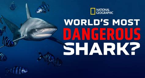 Worlds Most Dangerous Shark 2021