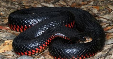 Exotic Venom Pseudechis Porphyriacus Red Bellied Black Snake