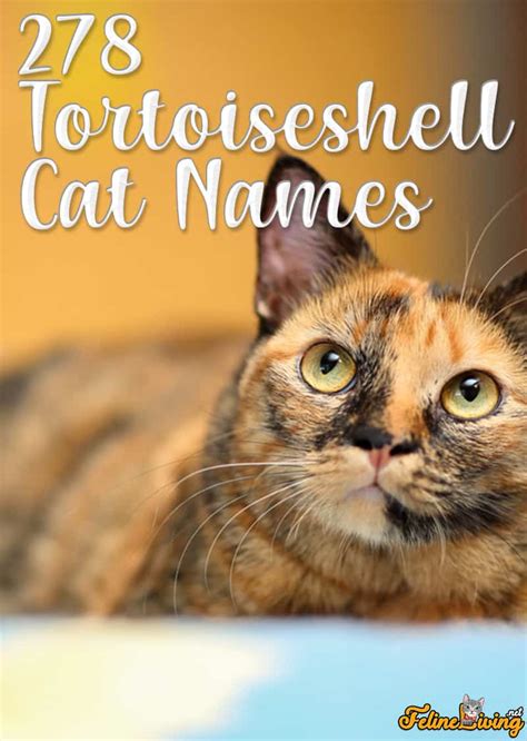 Tortoiseshell Cat Names 278 Best Names For Your Kitty