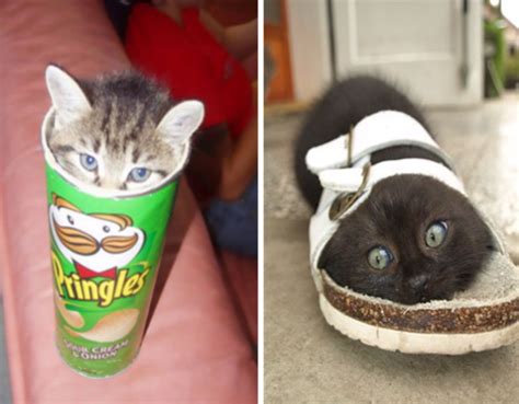 15 Most Hilarious Cats Getting Accidentally Stuck In Stuff 7jokes The