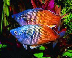 Rainbow bosmani (boesemans rainbow fish). Boesemani Rainbowfish (Melanotaenia boesemani) (With ...