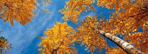 We use cookies to improve the browsing experience. autumn trees Facebook Cover timeline photo banner for fb