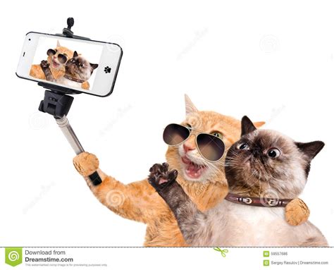Cats Taking A Selfie With A Smartphone Stock Photo Image