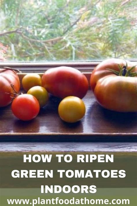 How To Ripen Green Tomatoes Indoors Five Easy Methods That Work In