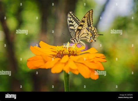 Tiger Especie Butterfly Papilio Glaucas Con Marcas De Rayas Amarillas