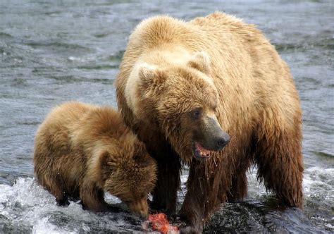 Mama Grizzly Bear And Cub At The Falls Photograph By Patricia Twardzik